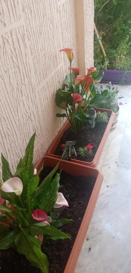 Aegina'S Flowers House 外观 照片