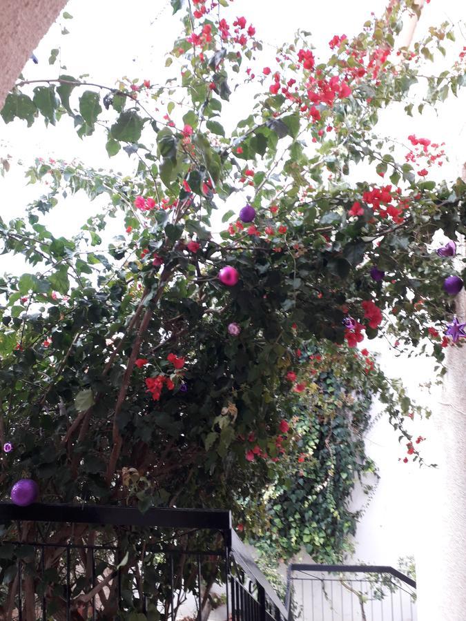 Aegina'S Flowers House 外观 照片